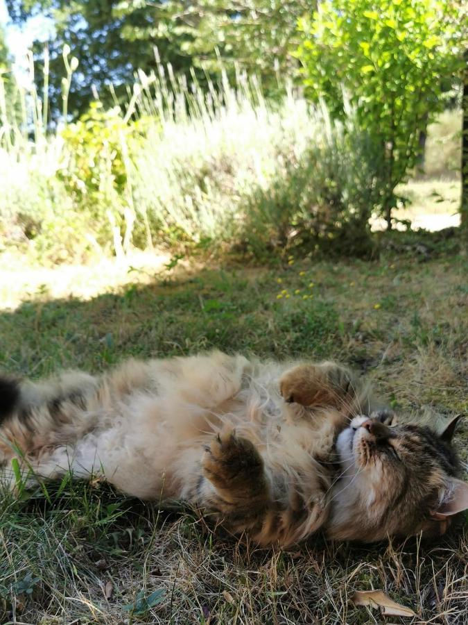 Quatre Chats Sous Un Pin Le Thoureil Exteriör bild